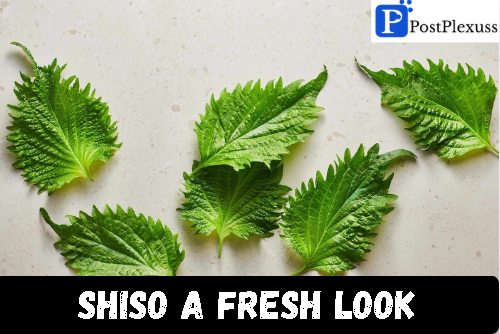 Shiso